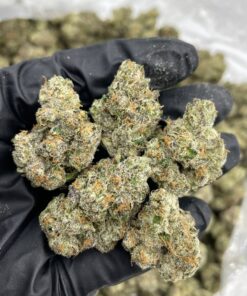 Buy bolo runtz strain Online – Official ZAZA Dispo Vape