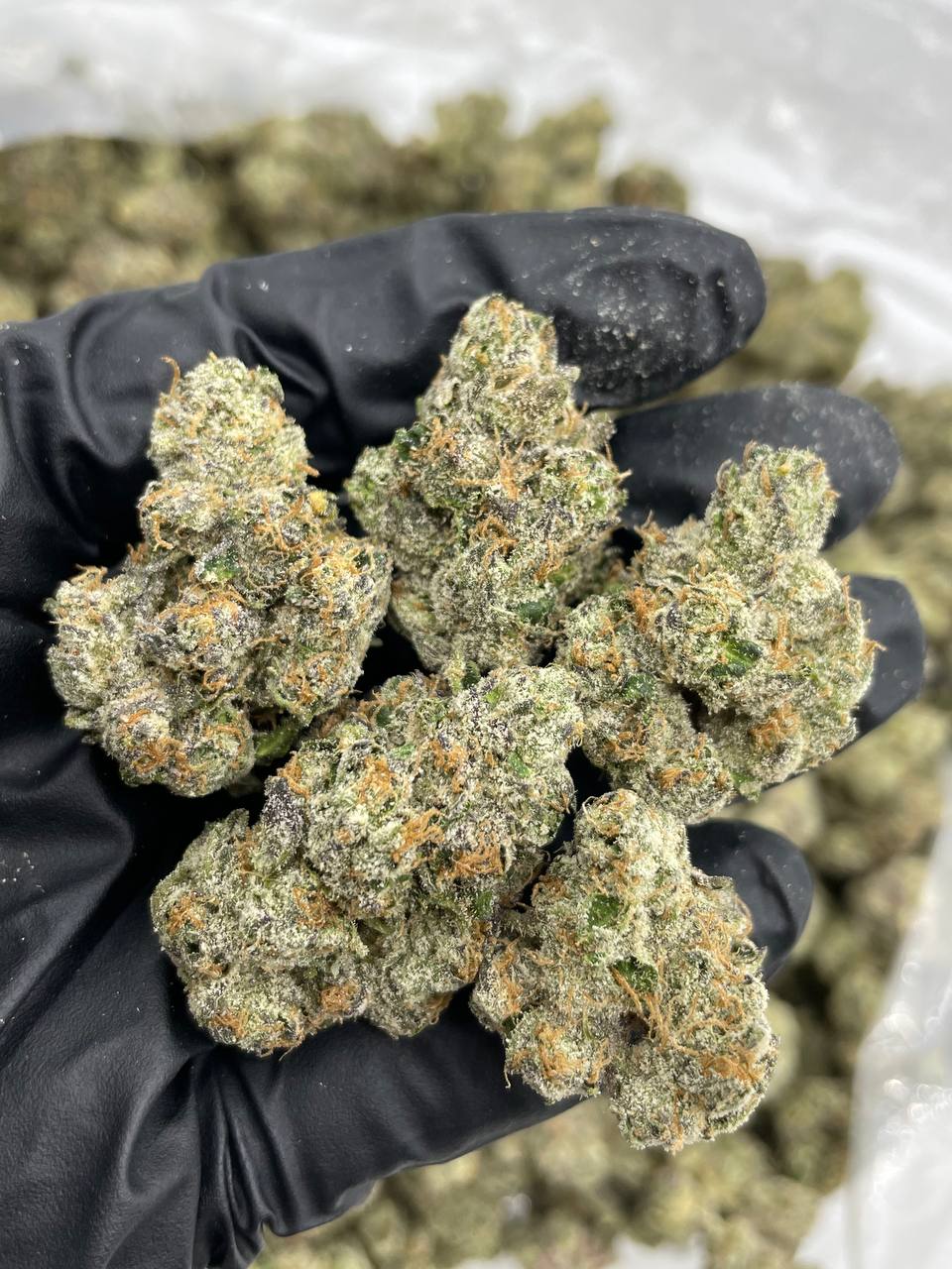 Buy bolo runtz strain Online – Official ZAZA Dispo Vape