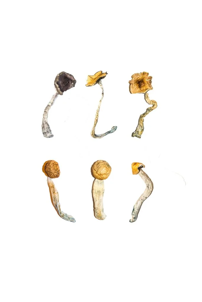 Magic Mushroom Sampler Kit / Tasting Menu - Image 3